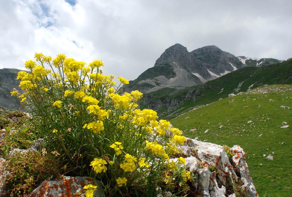 Piante interessanti dal P. Naz. D''Abruzzo